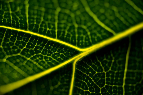 Macro vein details on green leaf back lit by sunlight.