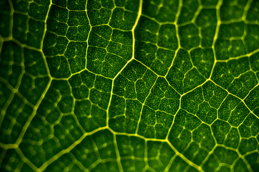 Macro vein details on green leaf back lit by sunlight.