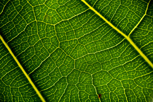 Macro vein details on green leaf back lit by sunlight.