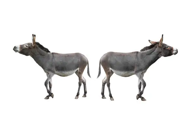 two donkeys walk away from each other filmed in a zoo in their natural habitat isolated on white background