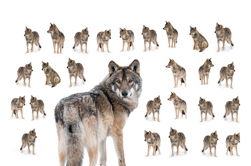 collage of wolves  (canis lupus) isolated on snow filmed in a zoo in their natural habitat isolated on white background