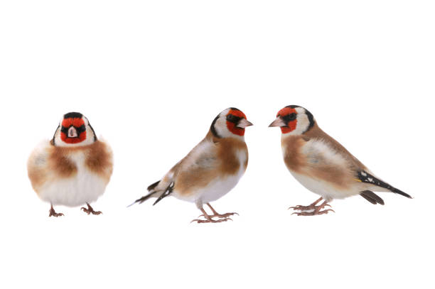 istock goldfinchs isolated on a white background 1405376412