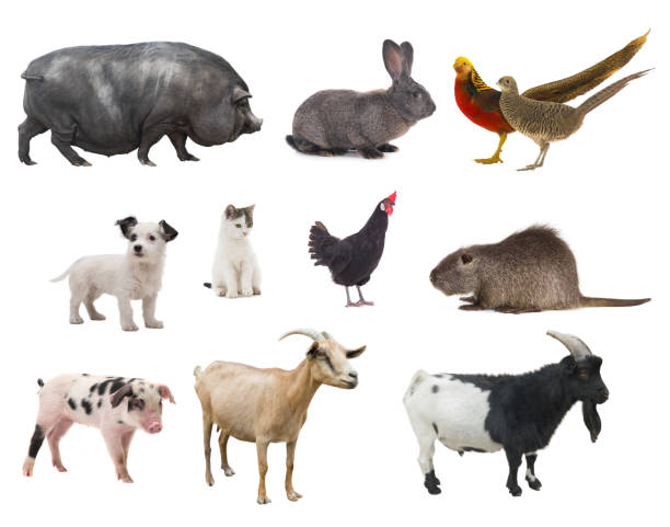 istock farm animals isolated on white background 1405376464