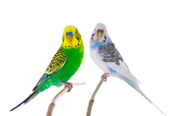 istock white budgie and green budgie isolated 1405376979