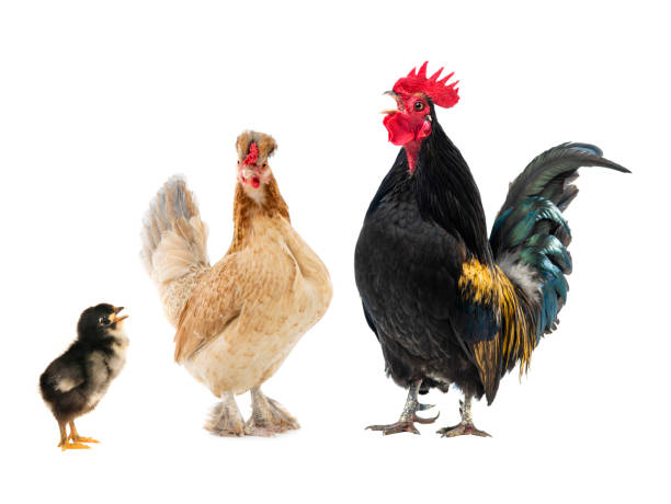 istock black rooster sings and brown chicken isolated on white background 1405376981