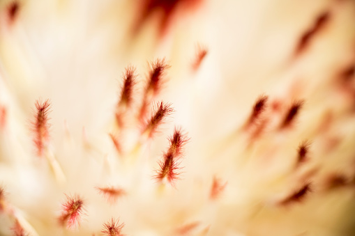 Macro details of delicate red tips of protea flower head