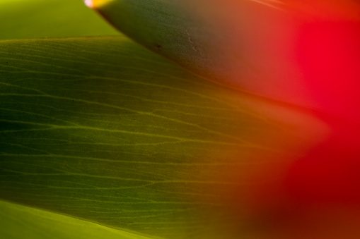 Macro delicate green leaf with red out of focus foreground