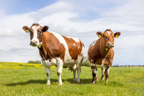 Photo of Two cows, looking curious black and white, in a green field under a blue sky and horizon over land
