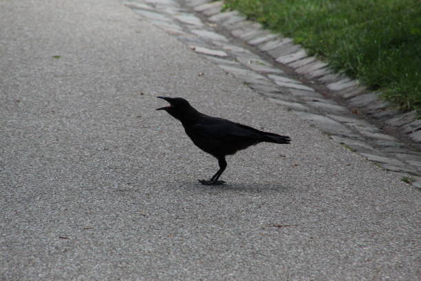 istock Baby Crow in Paris 1405377641