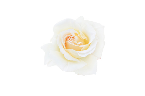 Yellow white hybrid tea rose flower isolated on white.
