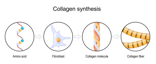 синтез коллагена - hydrolysis stock illustrations