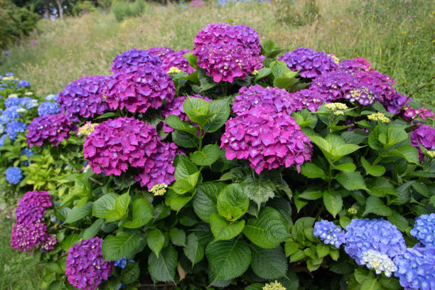 istock Purple hydrangea macrophylla or hortensia flowers 1405378353