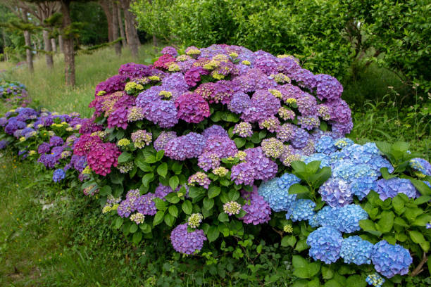 紫と青のアジサイまたはホルテンシア低木の生け垣 - hydrangea gardening blue ornamental garden ストックフォトと画像