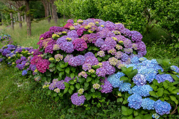 purple and blue hydrangea or hortensia shrubs hedge - hydrangea gardening blue ornamental garden imagens e fotografias de stock