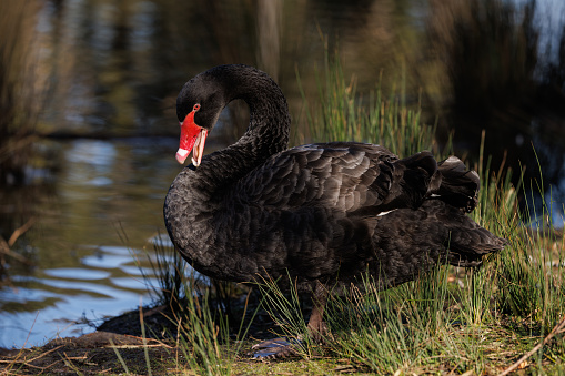 A black swan walking beside a lake.