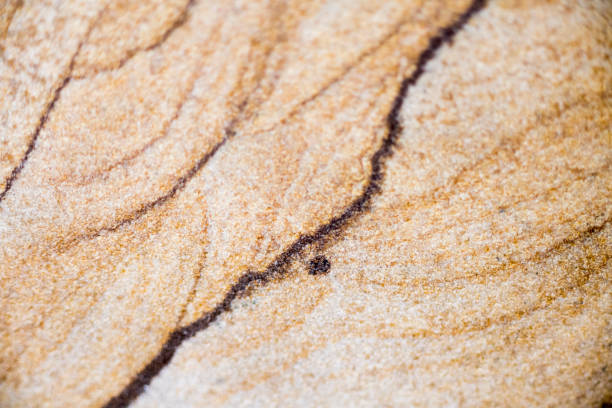 Macro detail of petrified sand dunes