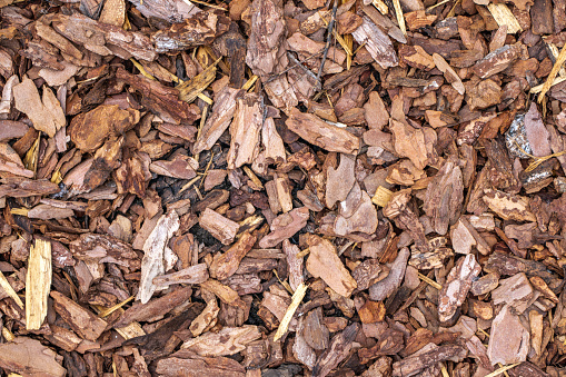 Natural dry wood chips and pieces of bark directly above