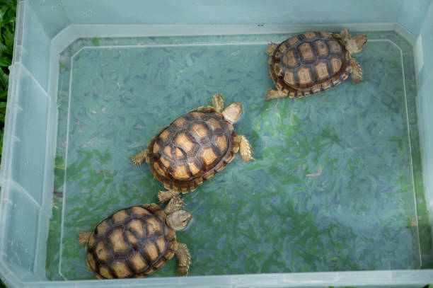 istock Sucata tortoise on the ground 1405379849
