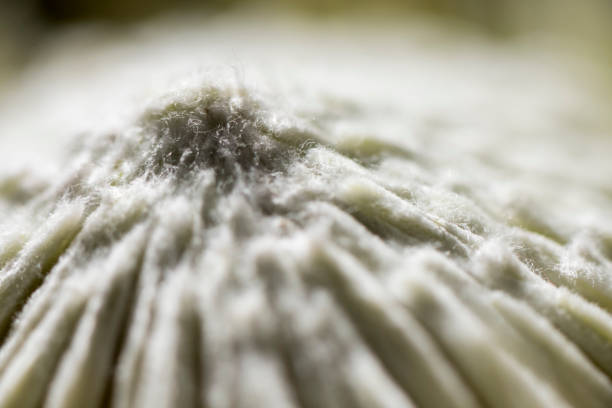 istock Macro white fluffy stamen on king protea flowerhead 1405379969