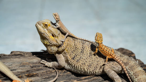 istock bearded dragon on ground with blur background 1405380202