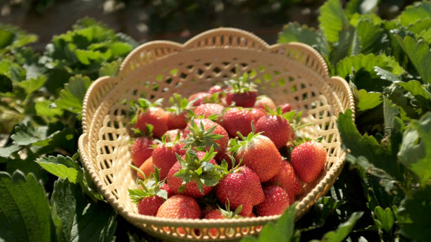 istock A basket of fresh strawberries after picking on plot 1405381492