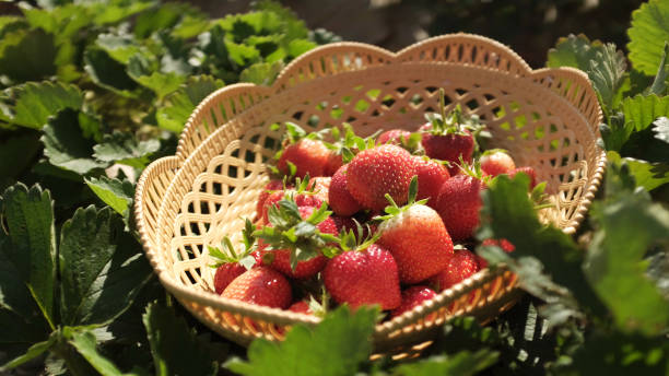 istock A basket of fresh strawberries after picking on plot 1405381493