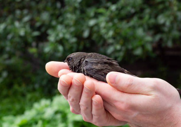 istock Save the bird. Swift bird in human hands on green background with copy space 1405383124