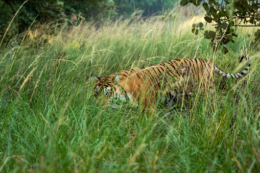 Wild majestic female Bengal tiger at Ranthambore National Park in Rajasthan, India Asia