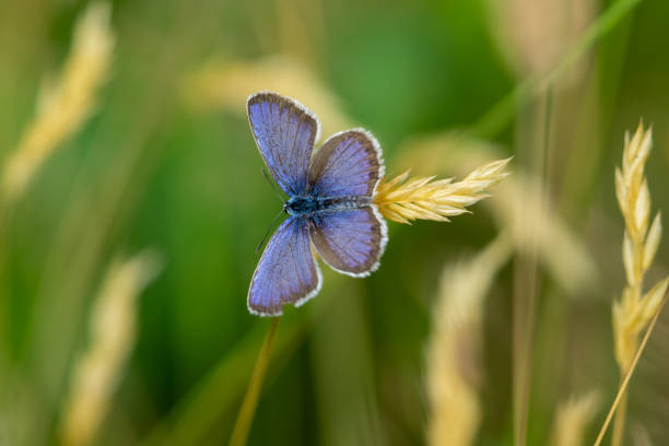 istock Blue butterfly on a leaf in the garden 1405384701