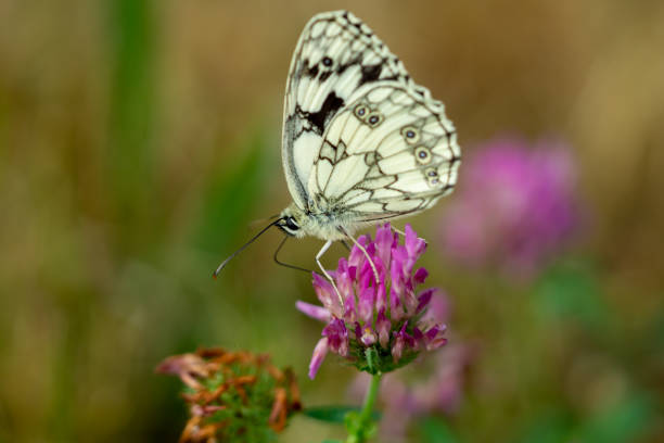 istock Melanargia galathea,Checkerboard butterfly on a flower 1405384707