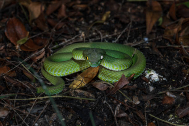 schöne große augenviper, die bereit ist, nachts zu jagen, einäugig beschädigt blind in einem auge - hunting blind stock-fotos und bilder