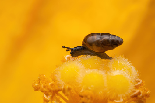 Macro of one small snail outdoors in garden on yellow flower