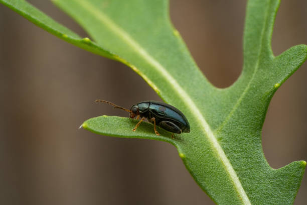 Tiny flee beetle on rocket salad stock photo