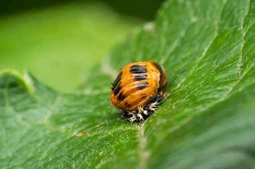 Macro of one ladybird larva ob leaf outdoors in garden, one of many beneficial insects