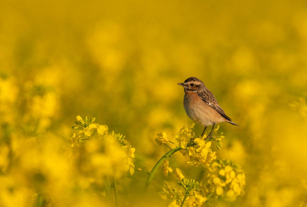 weiblicher whinchat - whinchat stock-fotos und bilder