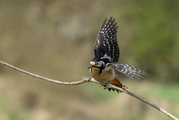istock Female great spotted woodpecker 1405386212