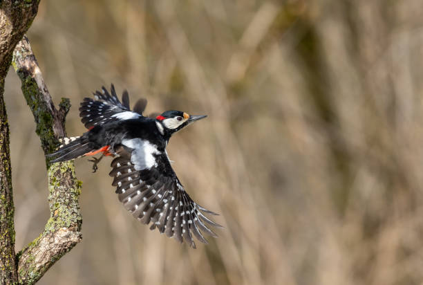 istock Flying great spotted woodpecker 1405386217