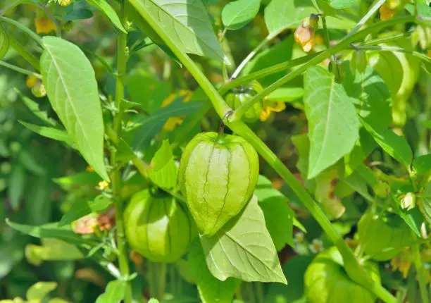 A close up of the plant of strawberry tomato with fruits.