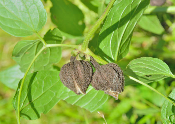 istock Flower of wild clematis (Clematis fusca) 1405386683