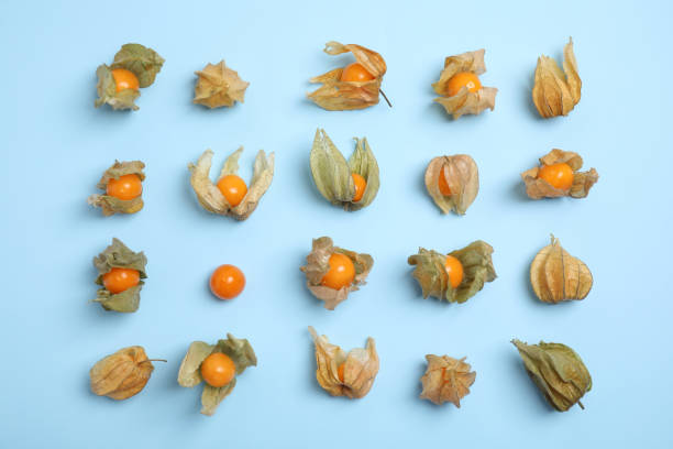 istock Ripe physalis fruits with dry husk on light blue background, flat lay 1405387976
