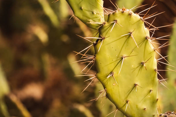 istock Close up of spikes on a cactus 1405388124