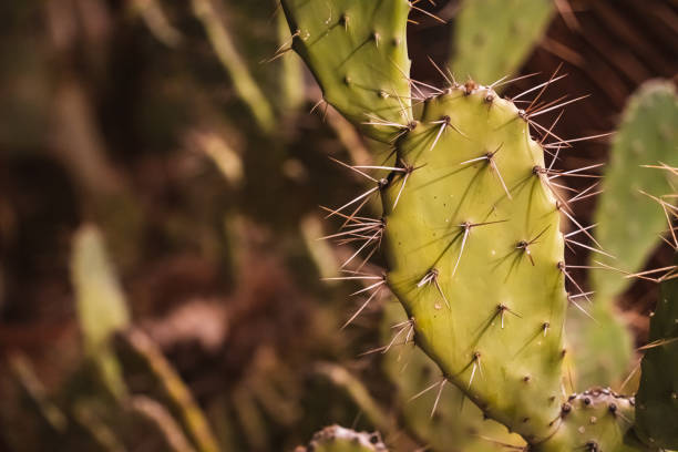 istock Close up of spikes on a cactus 1405388167