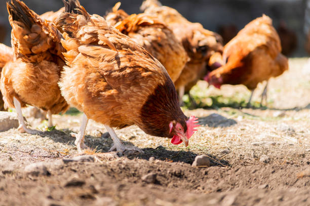 istock Chickens on traditional free range poultry farm 1405391375