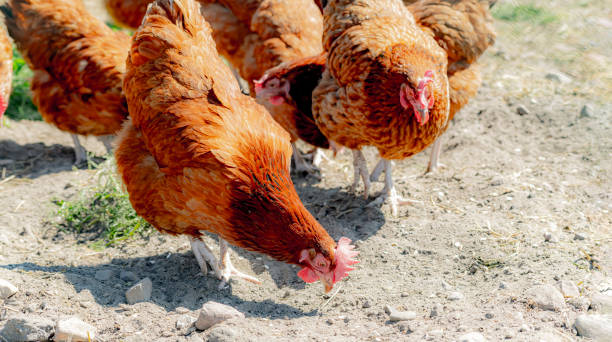 istock Chickens on traditional free range poultry farm 1405391407