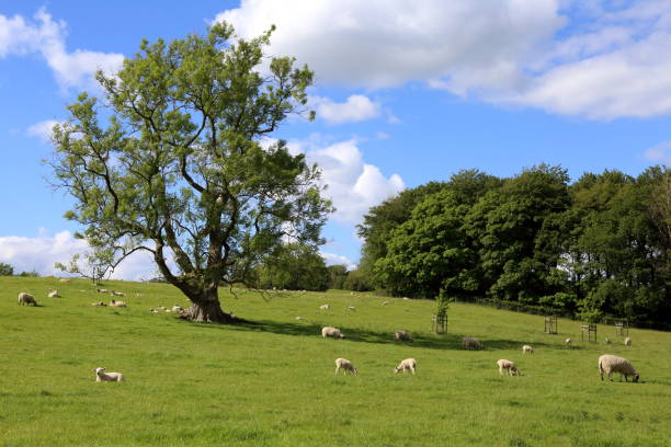 istock Sheep in South Cumbria. 1405391585
