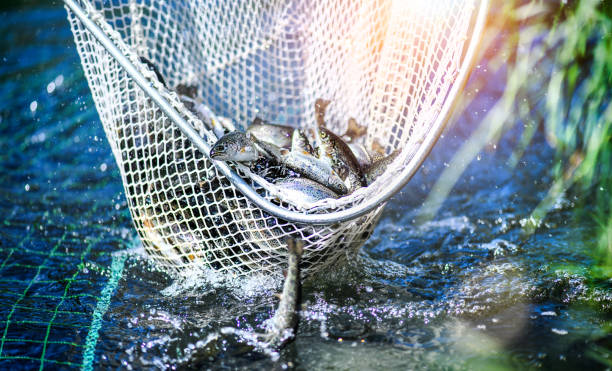 Trouts fishing with coopnet. Fish caught in a fishing net stock photo