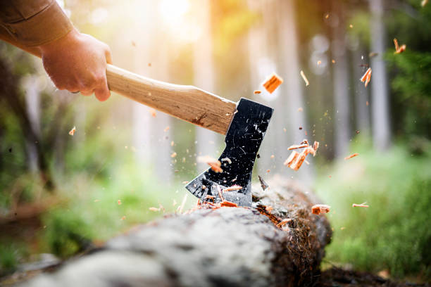 Lumberjack in checkered shirt chops tree in deep forest with sharp ax, Detail of axe, wood chips fly around.
