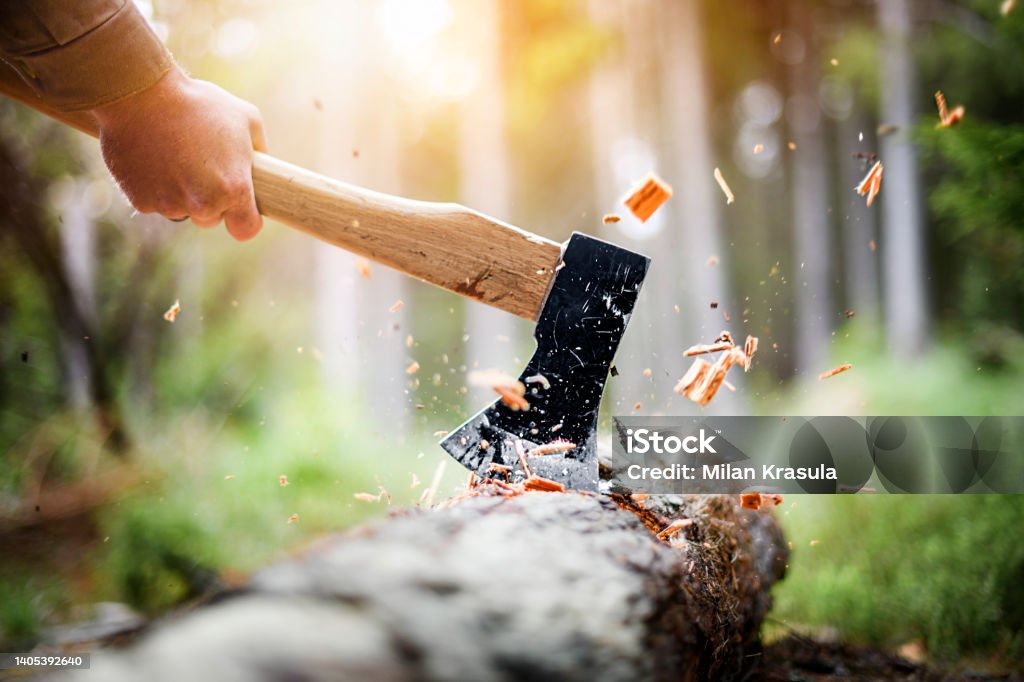 Lumberjack in checkered shirt chops tree in deep forest with sharp ax, Detail of axe, Lumberjack in checkered shirt chops tree in deep forest with sharp ax, Detail of axe, wood chips fly around. Lumberjack Stock Photo