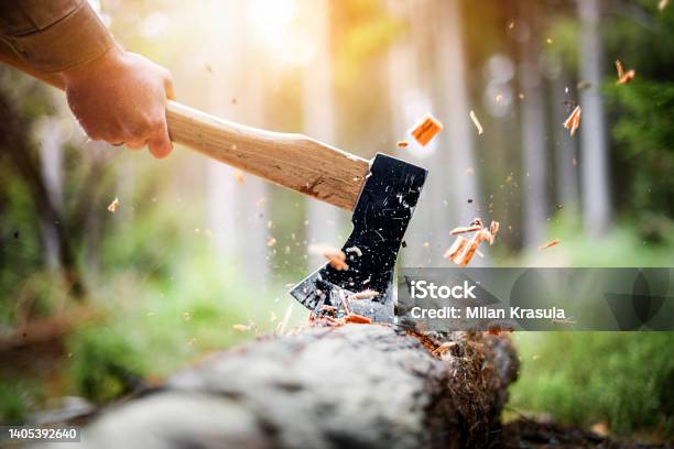 Lumberjack In Checkered Shirt Chops Tree In Deep Forest With Sharp Ax Detail Of Axe Stock Photo - Download Image Now