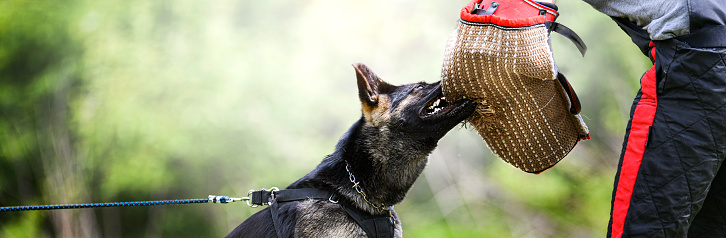 Dog training on the playground in the forest. German shepherd aggressive dog train obedience. K9 Bite sleeve detail. Wide banner or copy space for text.